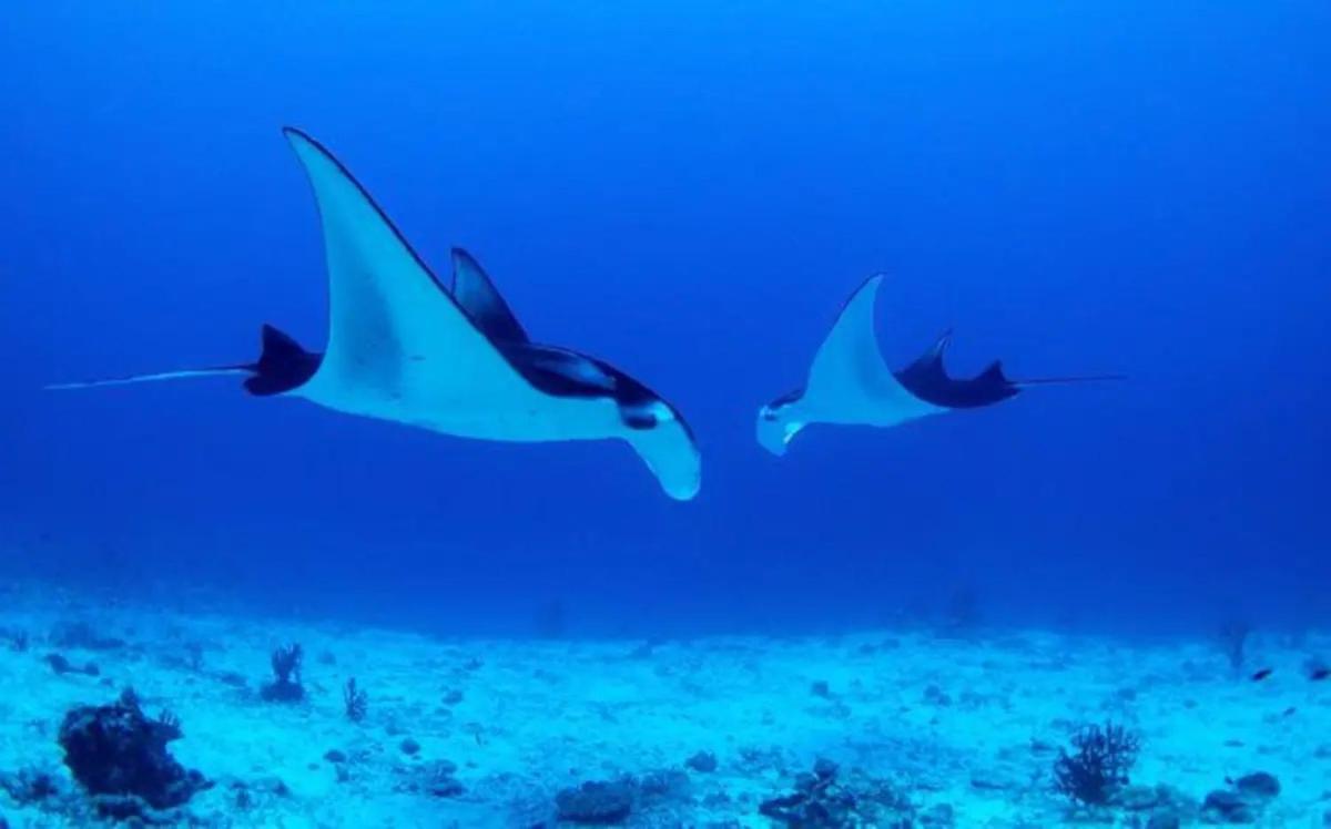 White Sandy Beach-Best Manta Snorkeling Tethi エクステリア 写真