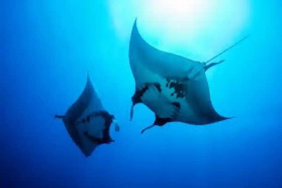 White Sandy Beach-Best Manta Snorkeling Tethi エクステリア 写真